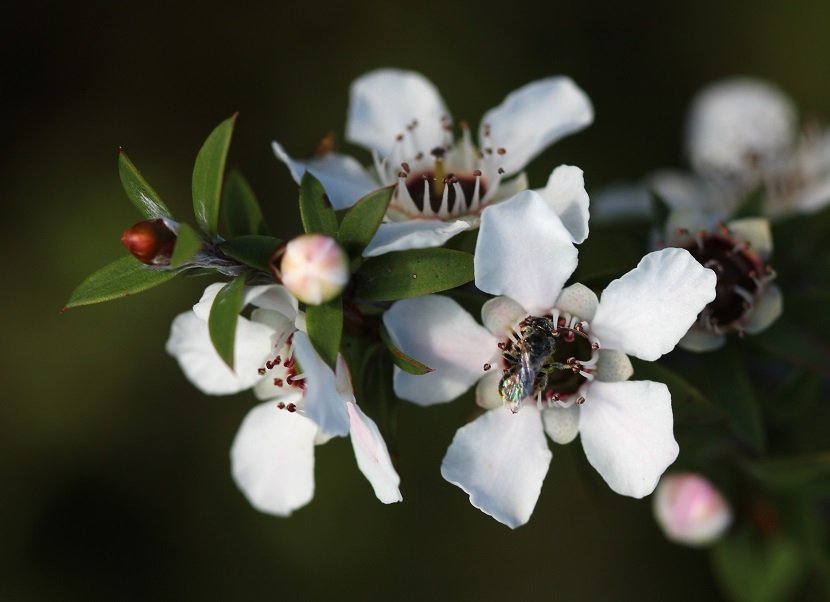 Ilustracija: Manuka, foto: https://upload.wikimedia.org