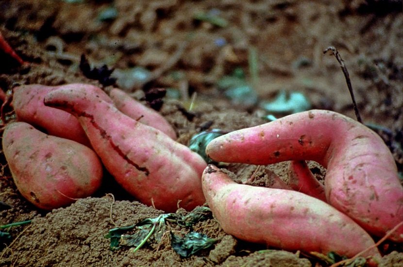 Ilustracija: vađenje batata, foto: ttps://www.feedipedia.org