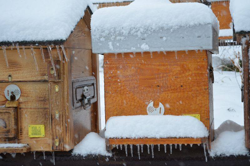 Ilustracija: Pčelinjak u januaru, foto: Slobodan Jevtić