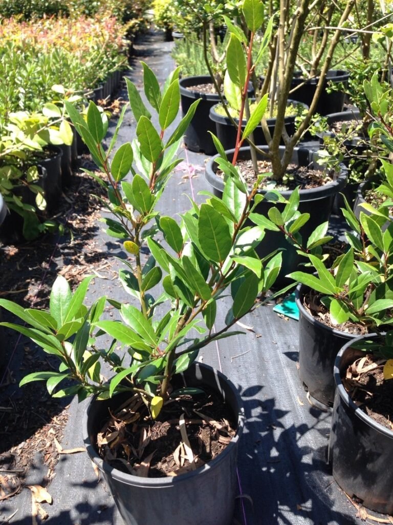Ilustracija: lovor u saksiji, foto: http://www.treetopnursery.com.au