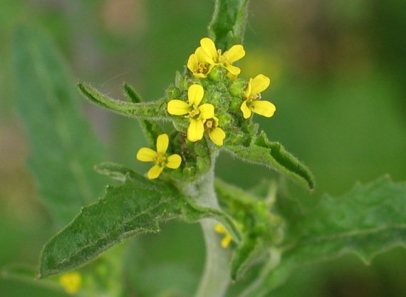 Ilustracija: cvet strižuše, foto: http://botany.cz