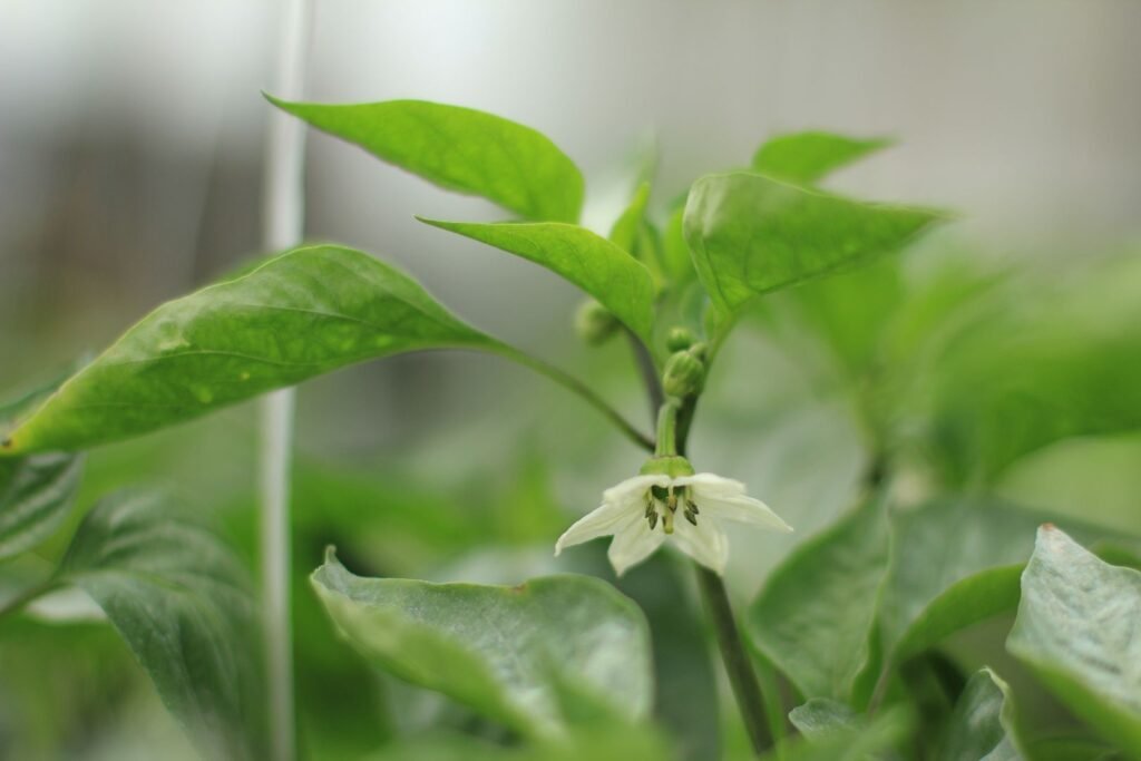 ustracija : paprika slonovo uvo, foto: Superior Velika Plana