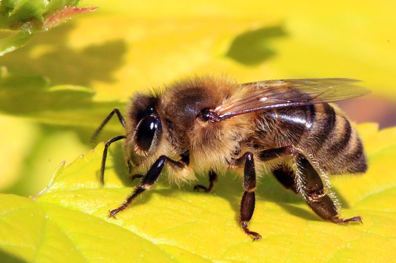 Ilustracija: Medonosna pčela, foto: https://commons.wikimedia.org