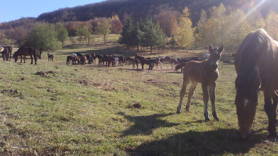 Ilustracija: Stara planina, foto: Ivana Lilić