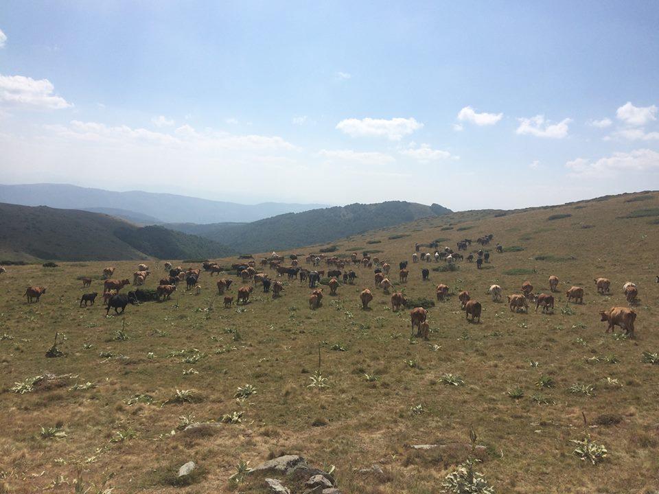 lustracija: Stara planina, foto: Ivana Lilić