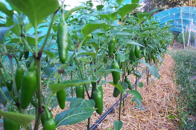 Ilustracija: Jalapeno - meksička ljuta paprika, foto: fatalnizacini.com