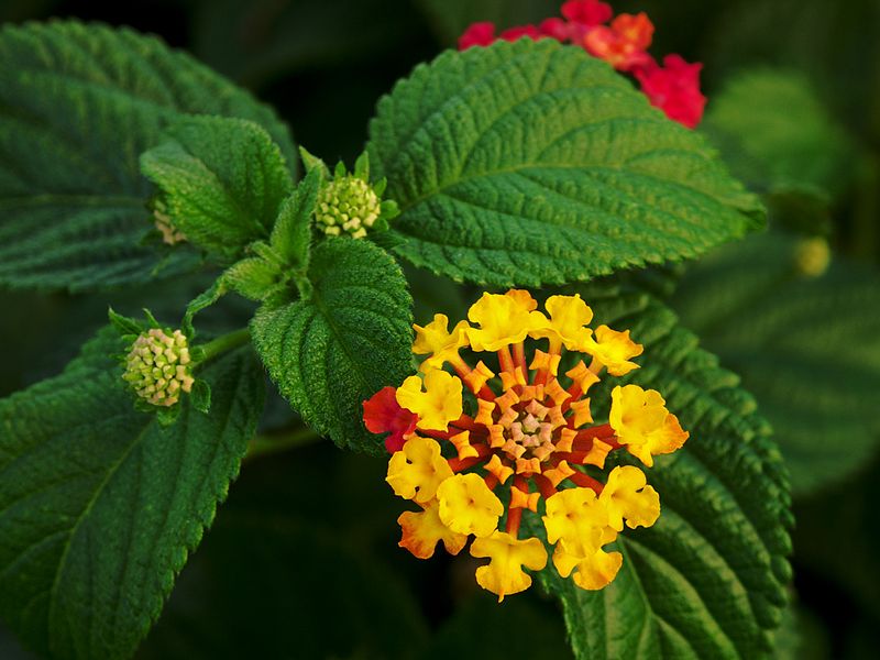 Ilustracija: cvet lantana, foto: https://en.wikipedia.org