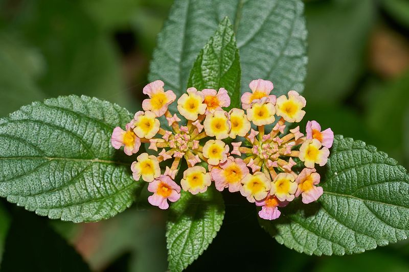 Ilustracija: cvet lantana, foto: Ilustracija: cvet lantana, foto: https://en.wikipedia.org