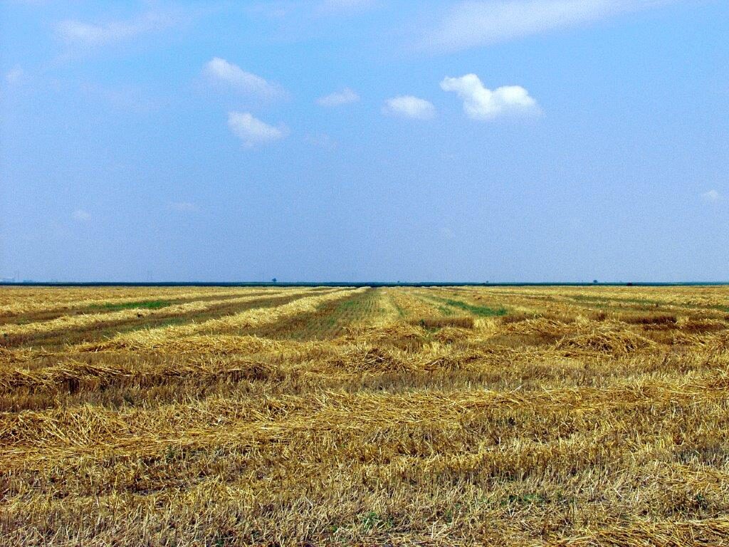 Ilustracija;Strnište, foto: Domaćinska kuća