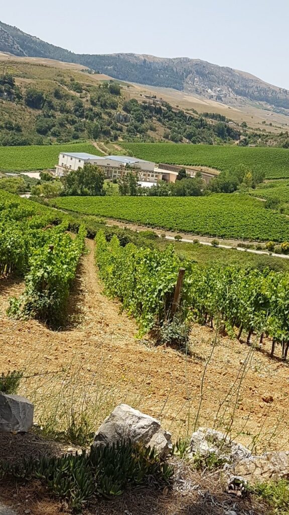 Vinogradi i kantina Baljo di Pjaneto