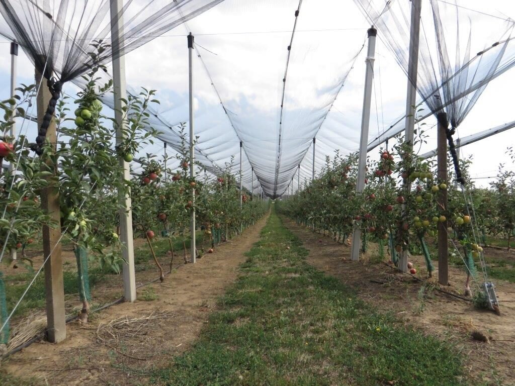 Ilustracija: protivgradna mreža na Fruškoj Gori, foto: Agropress