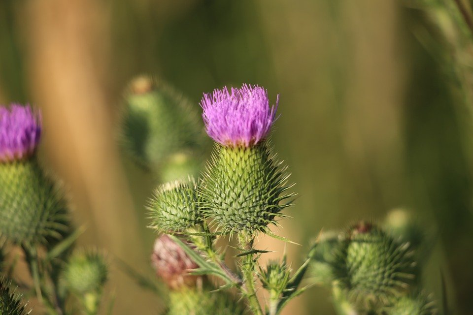 Ilustracija; čičak, foto: pixabay