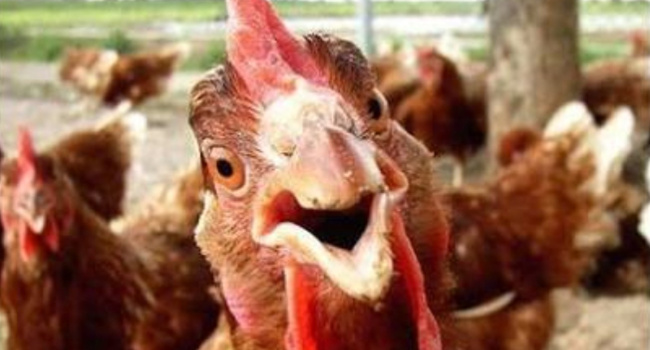 Ilustracija: živina, foto: https://www.veganaustralia.org.au/