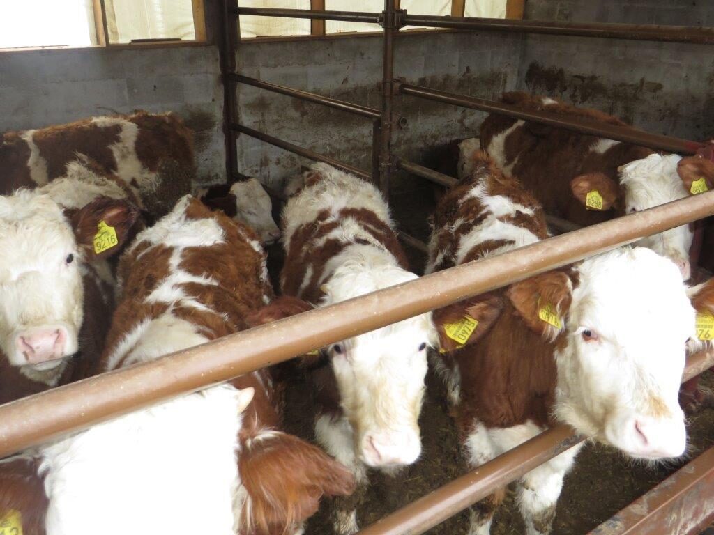 Ilustracija; farma krava, foto: Domačinska kuća