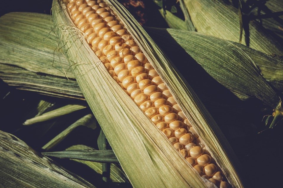 Ilustracija kukuruza, fotografija preuzeta sa sajta pixabay.com / autor: Ilona