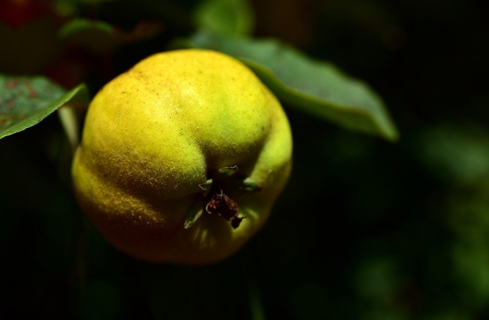 Ilustracija: dunje, foto: pixabay