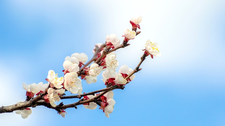 Ilustracija: cvet kajsije, foto: pixabay