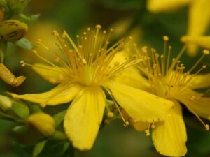 Ilustracija: cvet kantariona, foto:http://worldoffloweringplants.com/