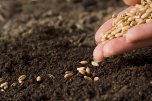 Ilustracija setve, foto: Agrodaily