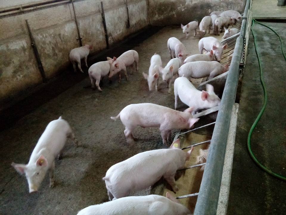 Ilustracija: farma svinaj, foto: Domaćinska kuća