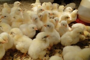 Ilustracija: brojleri, foto: http://i1.wp.com/twelvetailsfamilyfarm.com