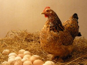 Ilustracija: kokoška i jaja, foto: http://svet-biologije.com/