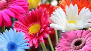 Ilustracija. Cvet gerbera, foto: https://i.ytimg.com/