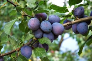 Ilustracija: šljive na grani, foto: http://joybileefarm.com/