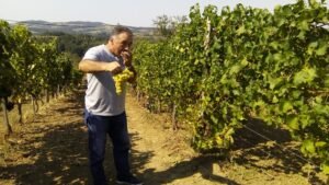 Ilustracija: Vinograd u Valjevu, foto: Dejan Davidović