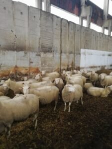 cija: farma ovaca, foto: S.K.
