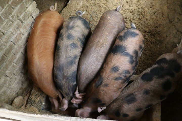 Ilustracija: farma svinja, foto: Domaćinska kuća