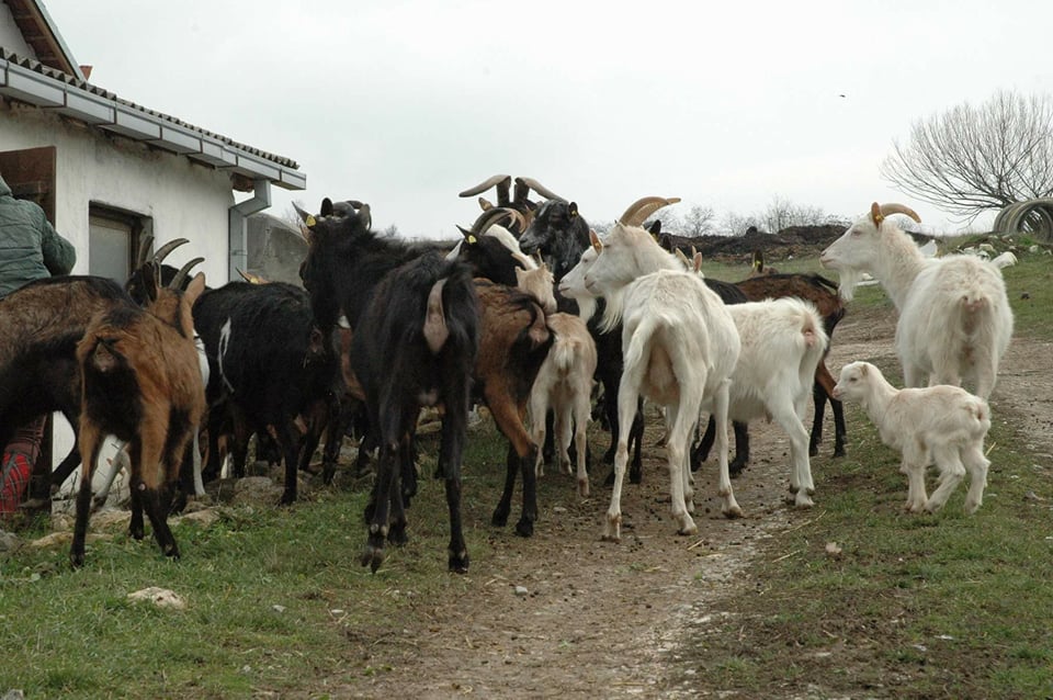 Ilustracija: farma koza, foto: Domaćinska kuća