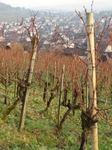 Ilustracija: vinogradhttp://www.zastitabilja.eu