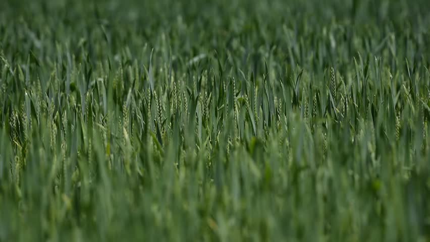 Ilustracija: pšenica, foto: S.K.