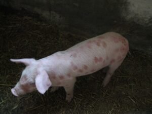 Ilustracija: čađavost prasadi, foto: poljoinfo