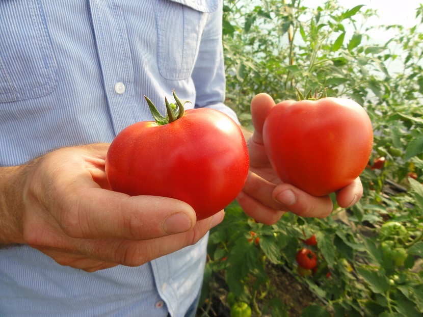 Ilustracija: paradajz iz plastenika, foto: Goran Đaković
