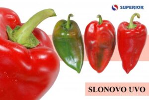 Ilustracija: Slonovo uvo, paprika