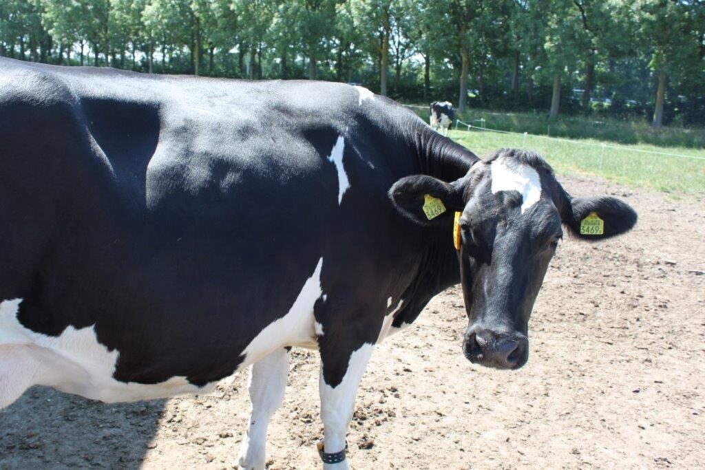 Ilustracija, farma krava