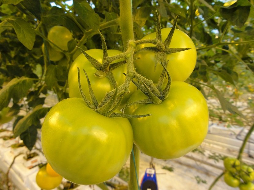 Ilustracija: paradajz,foto: Domaćinska kuća