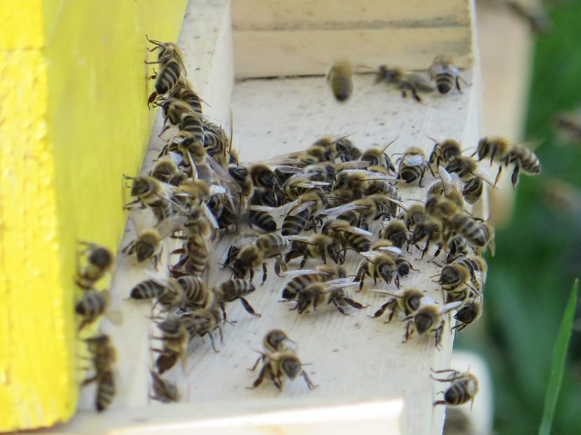 Ilustracija: pčelinjak, foto, Doma'inska ku'a