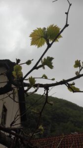 Ilustracija: vinova loza početak vegetacije lastar , foto: Svetlana Kovačević