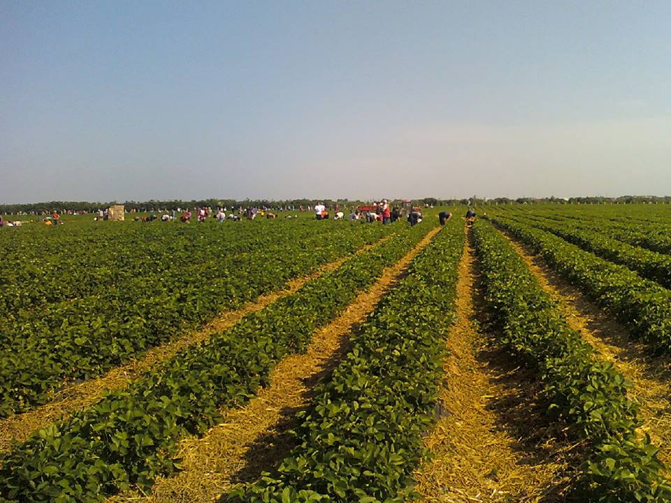 Ilustracija: plantaža jagode, foto: Dragan Ćvorić
