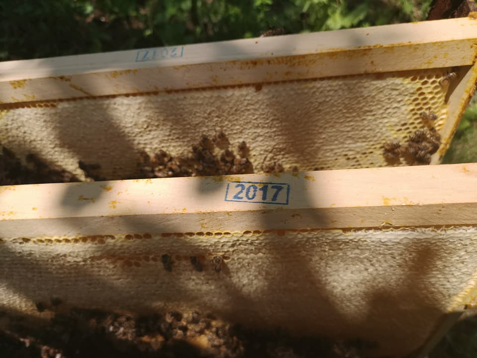 Ilustracija: Vrcanje meda na pčelinjaku Slobodana Jevtića, selo Kostola