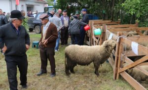 Ilustracija: svrljiška ovca, foto: http://www.svrljig.info/