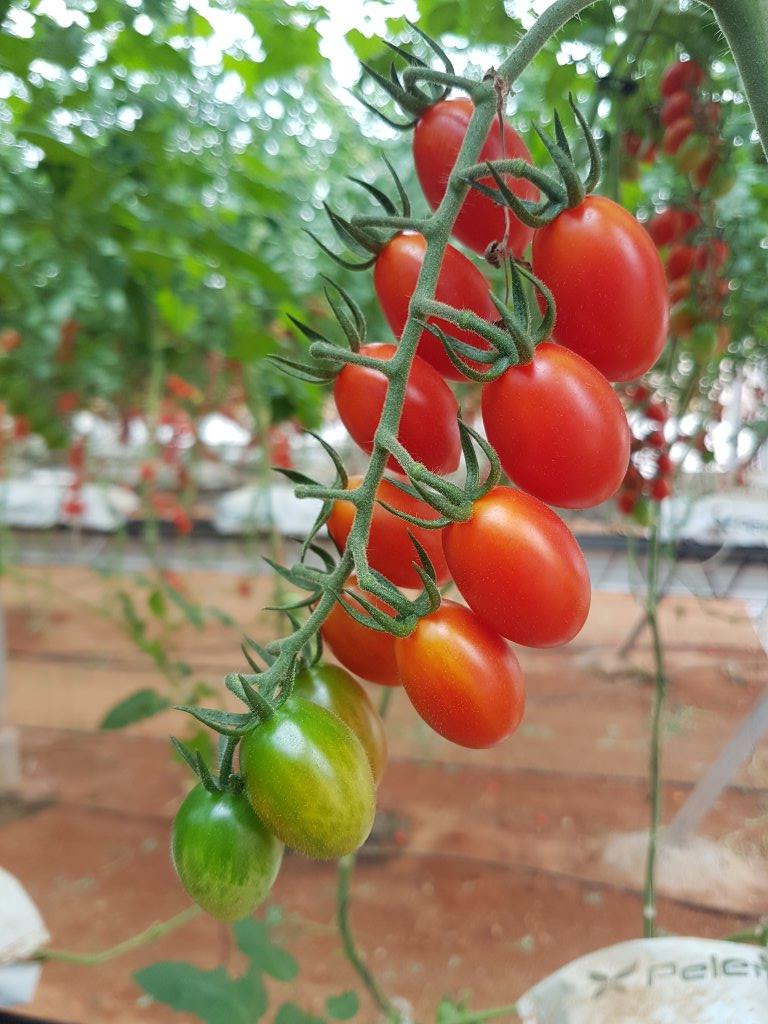 Ilustracija: organski paradajz, foto: Domaćinslka kuća
