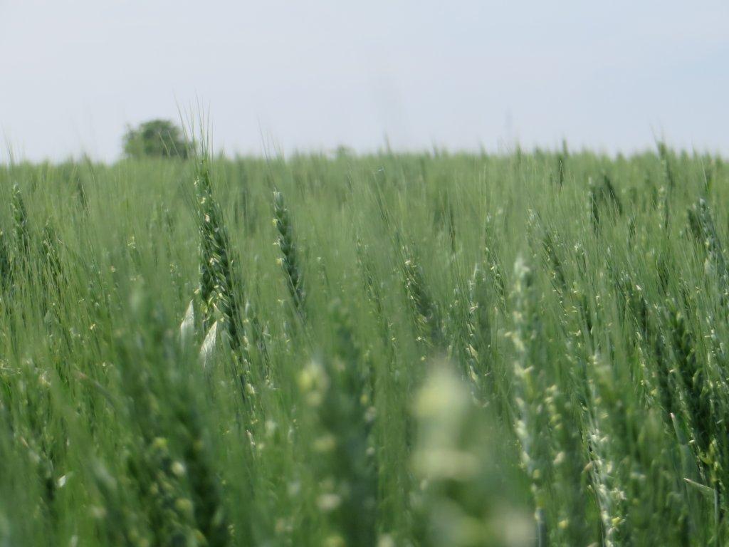 Ilustracija: zelena pšenica