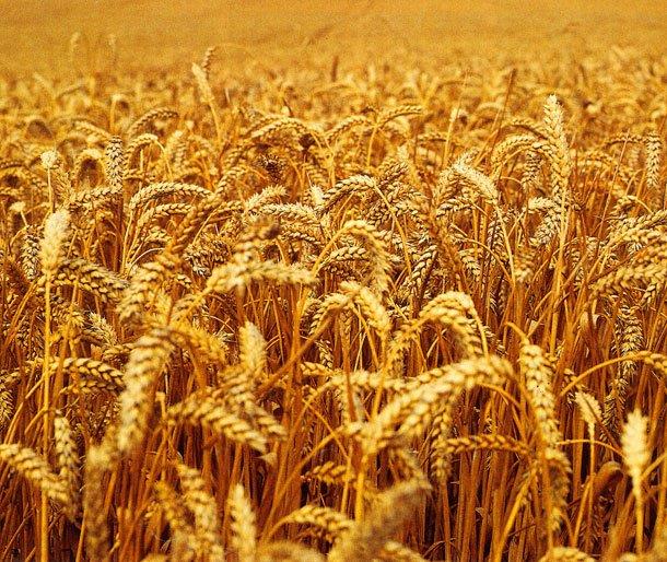 Ilustracija: Pšenica, foto: Domaćinska kuća