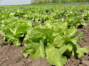 Ilustracija: Organska salata, foto: Domaćinska kuća