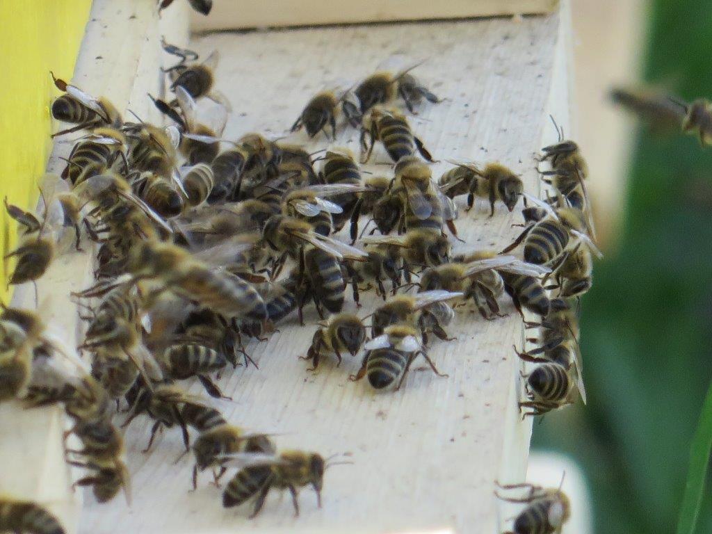 Ilustracija: pčele, foto: Domaćinska kuća
