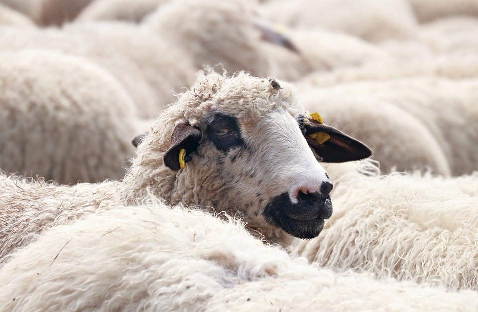 Ilustracija: ovce, foto: pixabay